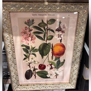 Vintage Botanical Fruit Print in Ornate Gold Frame